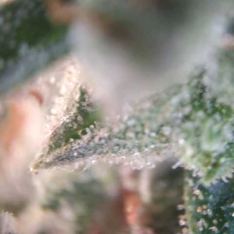 White Widow #4 growlog timeline photo