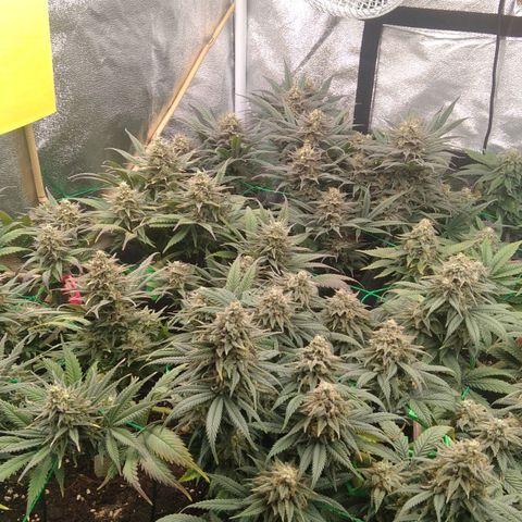 White Widow #4 growlog timeline photo