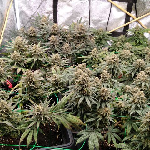 White Widow #4 growlog timeline photo