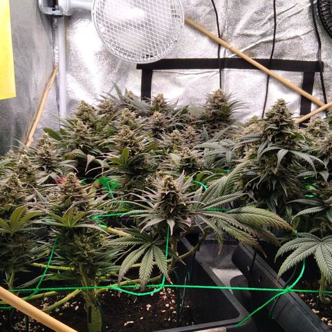 White Widow #4 growlog timeline photo