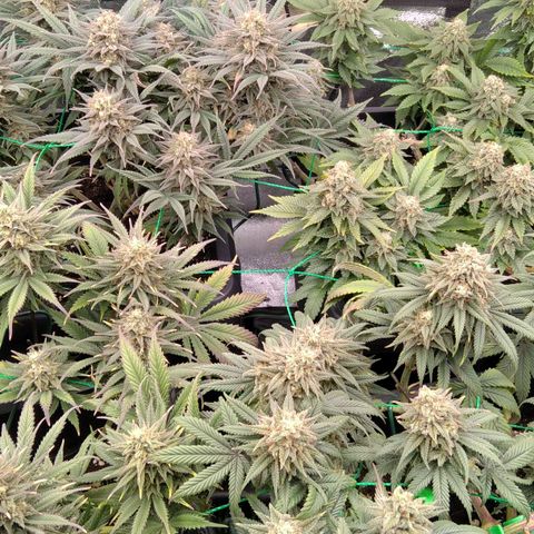 White Widow #4 growlog timeline photo