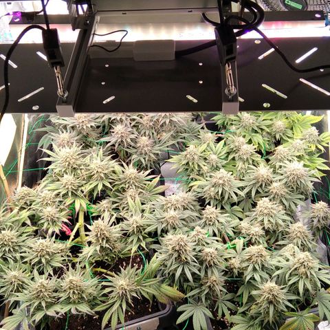 White Widow #4 growlog timeline photo