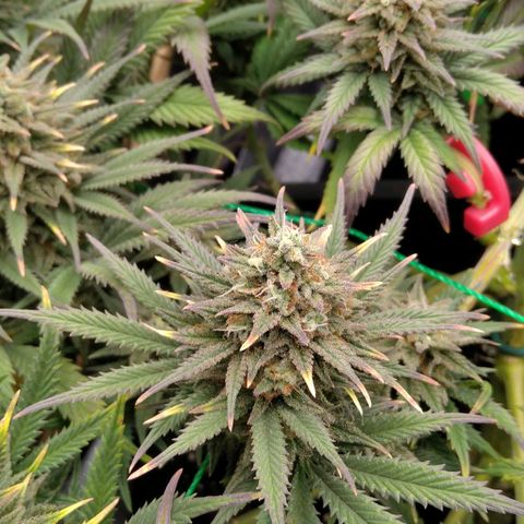White Widow #4 growlog timeline photo