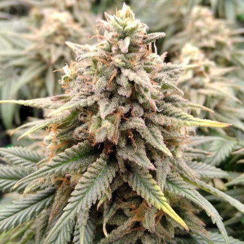 White Widow #4 growlog timeline photo