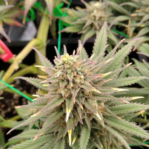 White Widow #4 growlog timeline photo