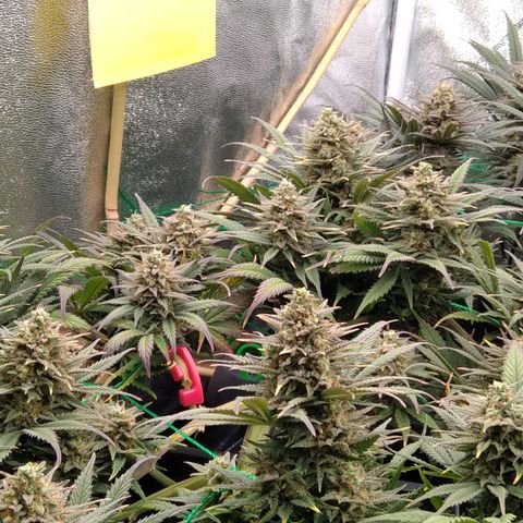 White Widow #4 growlog timeline photo