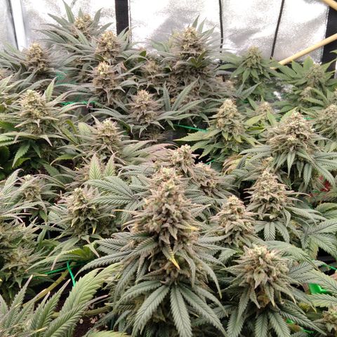 White Widow #4 growlog timeline photo