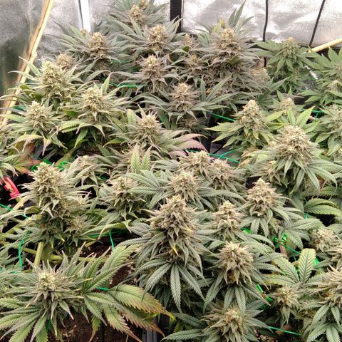 White Widow #4 growlog timeline photo