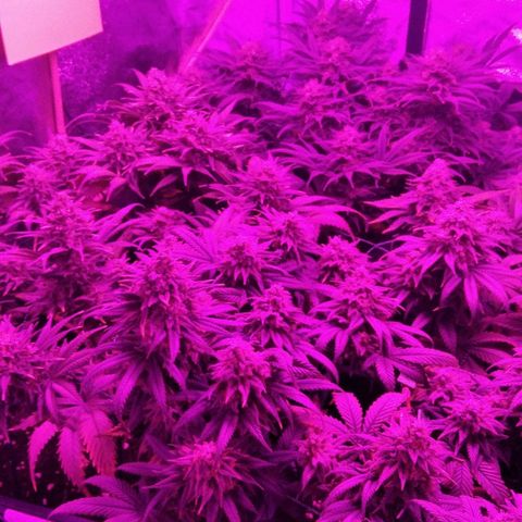 White Widow #4 growlog timeline photo