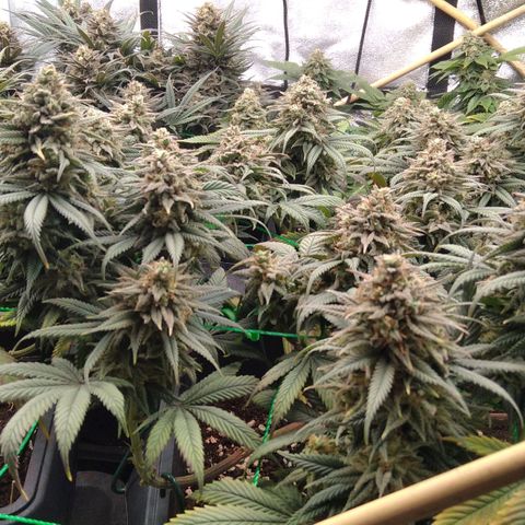 White Widow #4 growlog timeline photo