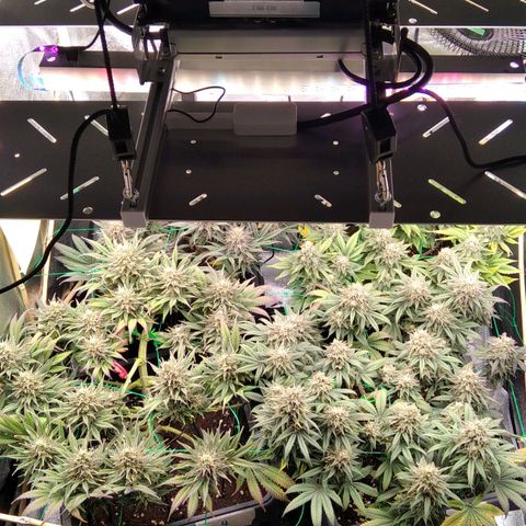 White Widow #4 growlog timeline photo