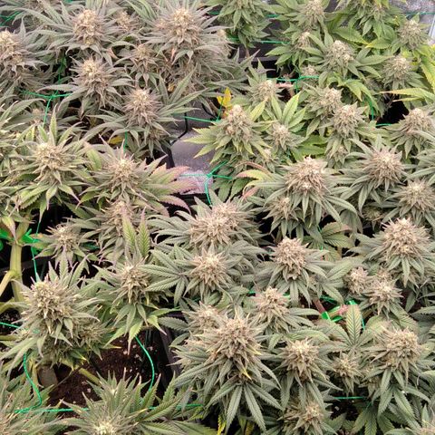 White Widow #4 growlog timeline photo
