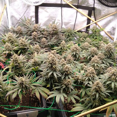 White Widow #4 growlog timeline photo