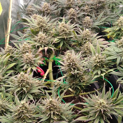 White Widow #4 growlog timeline photo