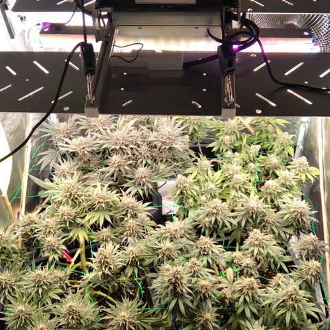 White Widow #4 growlog timeline photo