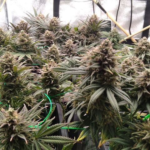 White Widow #4 growlog timeline photo