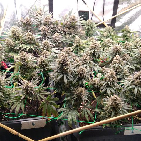 White Widow #4 growlog timeline photo