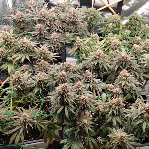 White Widow #4 growlog timeline photo