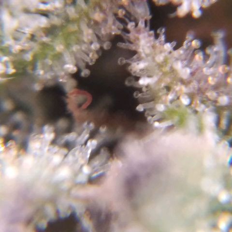 White Widow #4 growlog timeline photo