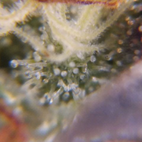 White Widow #4 growlog timeline photo