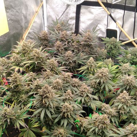 White Widow #4 growlog timeline photo