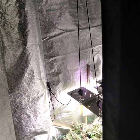 White Widow #4 growlog timeline photo