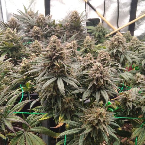 White Widow #4 growlog timeline photo