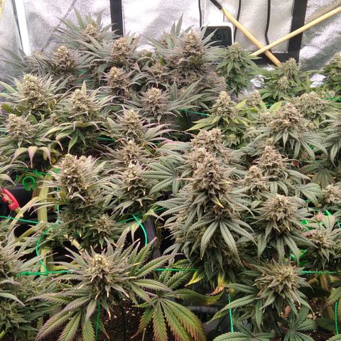 White Widow #4 growlog timeline photo