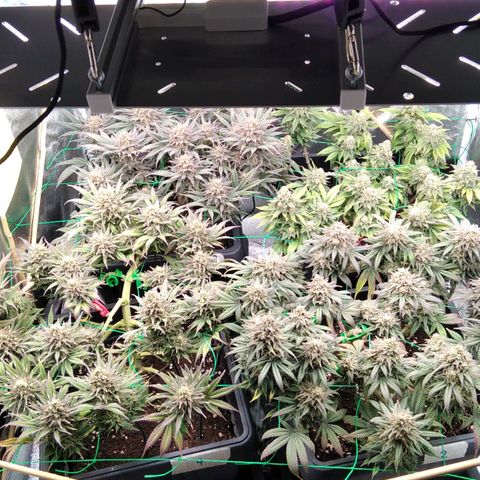 White Widow #4 growlog timeline photo