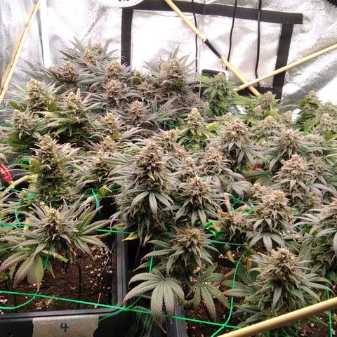 White Widow #4 growlog timeline photo