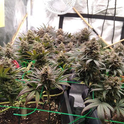 White Widow #4 growlog timeline photo