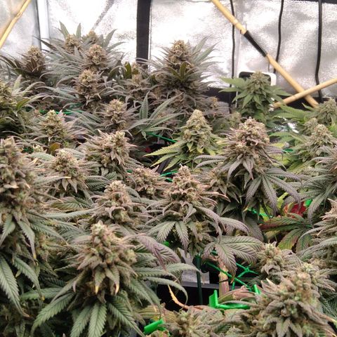 White Widow #4 growlog timeline photo