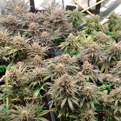 White Widow #4 growlog timeline photo