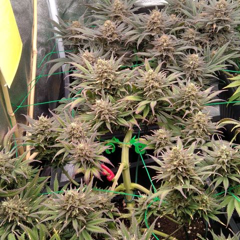 White Widow #4 growlog timeline photo