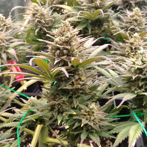 White Widow #4 growlog timeline photo