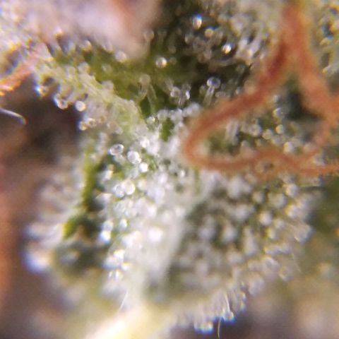 White Widow #4 growlog timeline photo