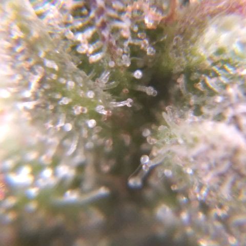 White Widow #4 growlog timeline photo