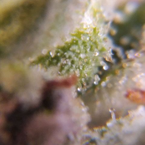 White Widow #4 growlog timeline photo