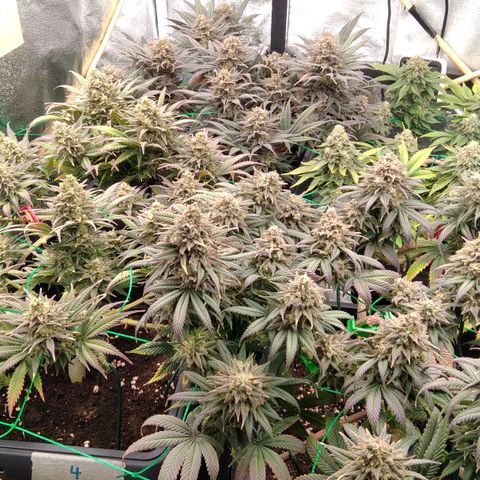 White Widow #4 growlog timeline photo
