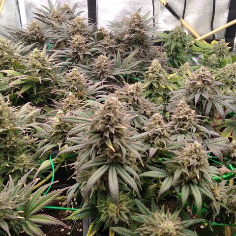 White Widow #4 growlog timeline photo