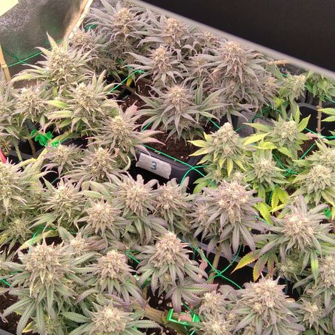 White Widow #4 growlog timeline photo