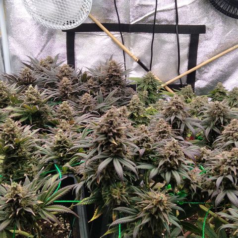 White Widow #4 growlog timeline photo