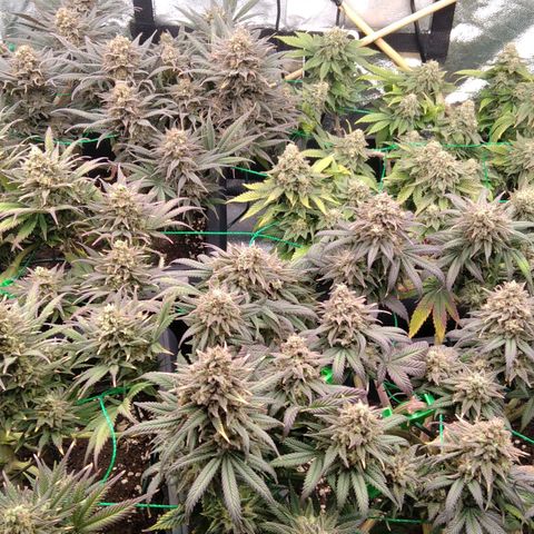 White Widow #4 growlog timeline photo