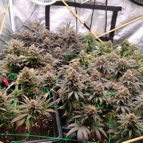 White Widow #4 growlog timeline photo