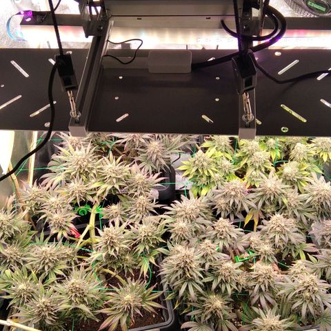 White Widow #4 growlog timeline photo