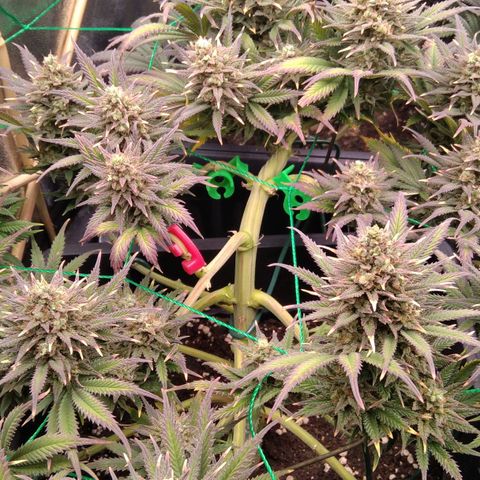 White Widow #4 growlog timeline photo