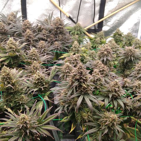 White Widow #4 growlog timeline photo