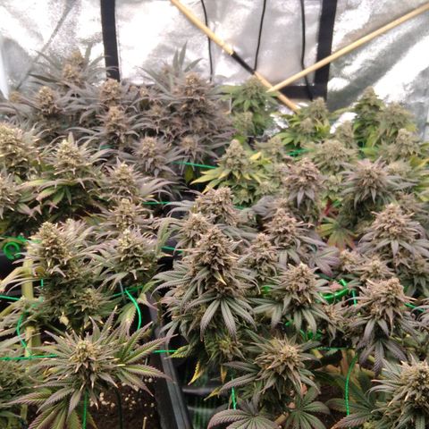 White Widow #4 growlog timeline photo
