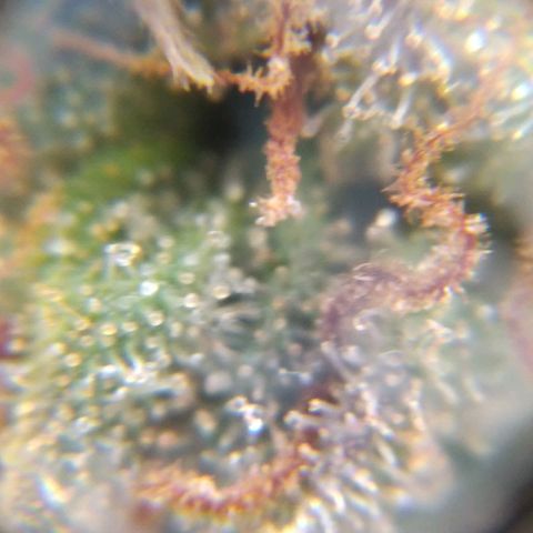White Widow #4 growlog timeline photo
