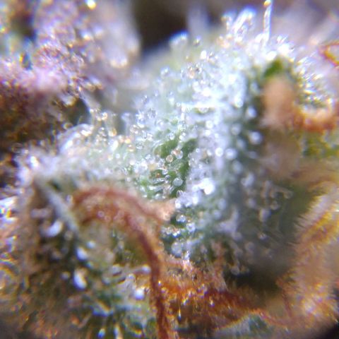 White Widow #4 growlog timeline photo